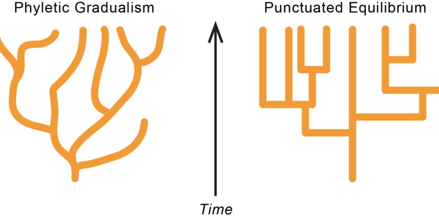 Punctuated Equilibrium