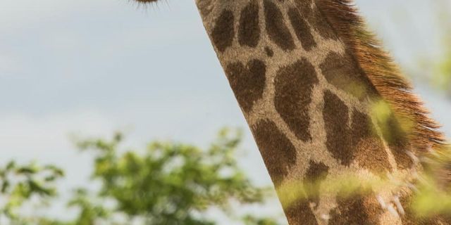 Face to face with lions and giraffes in Kenya