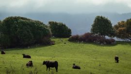 Cows take over California
