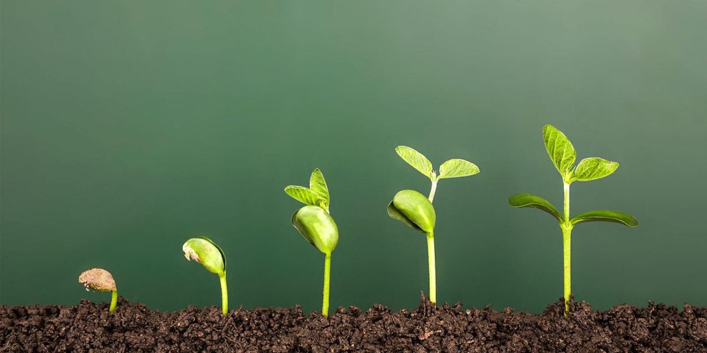 A Place to Grow