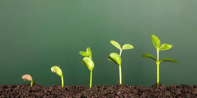 A Place to Grow