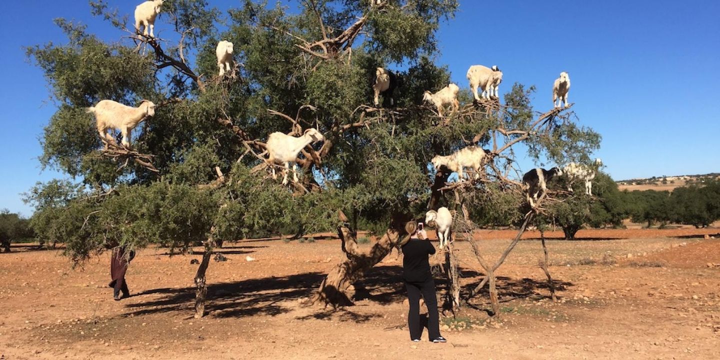 Three Leadership Lessons From Tree Climbing Goats