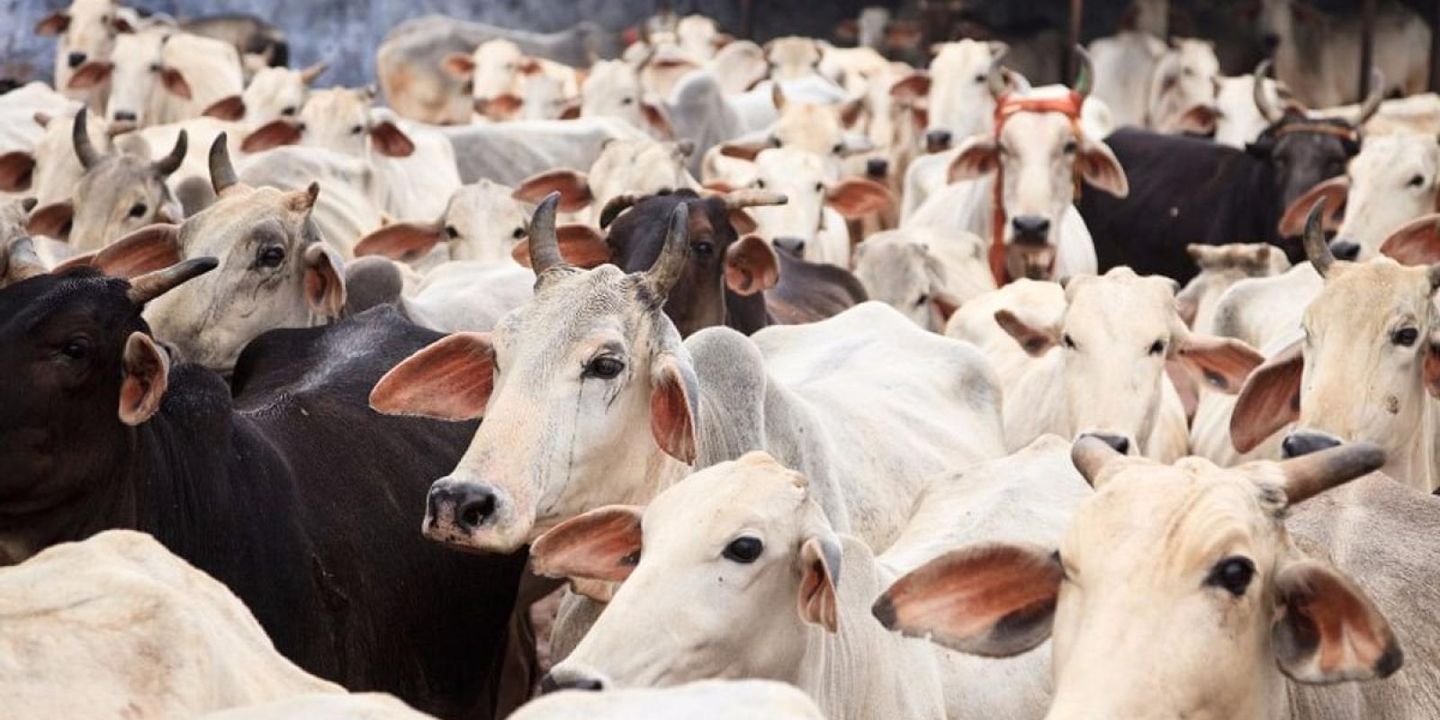 Sacred Cows