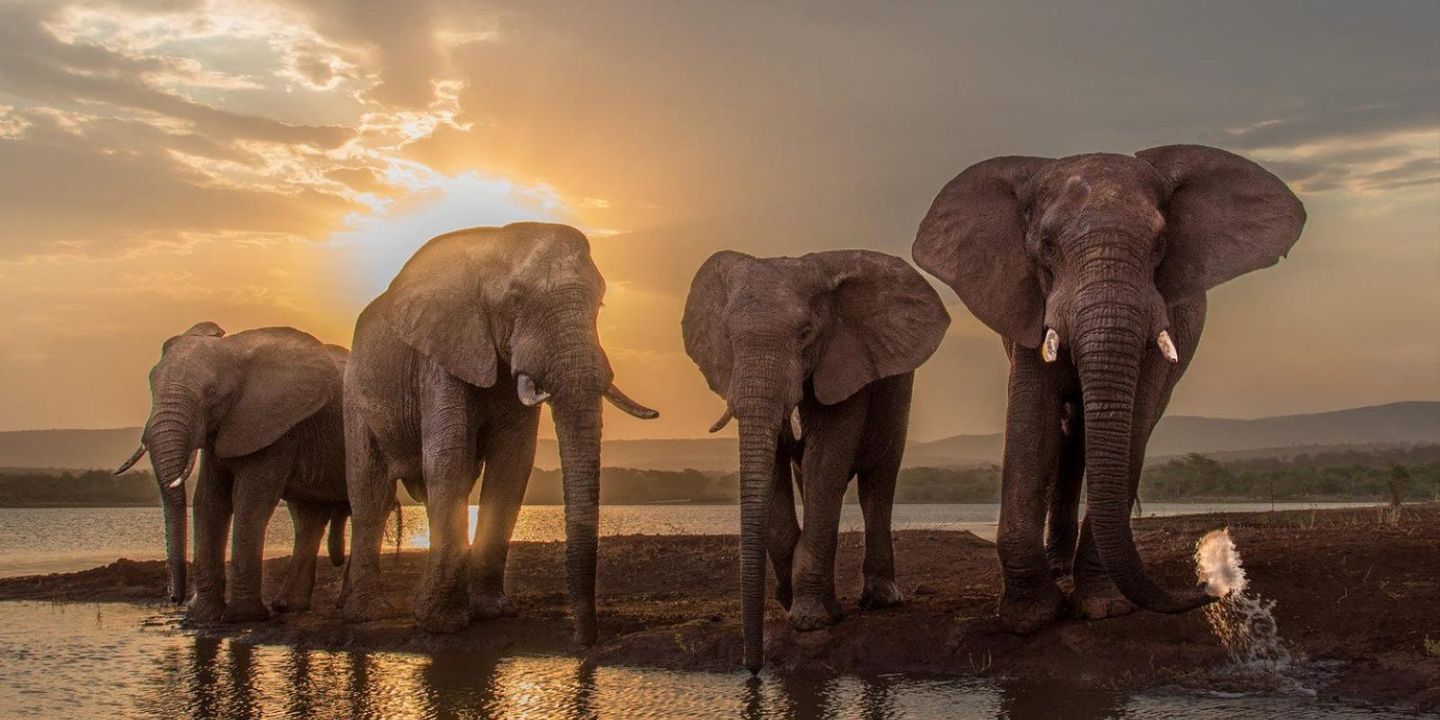 Can the Elephant Still Dance?