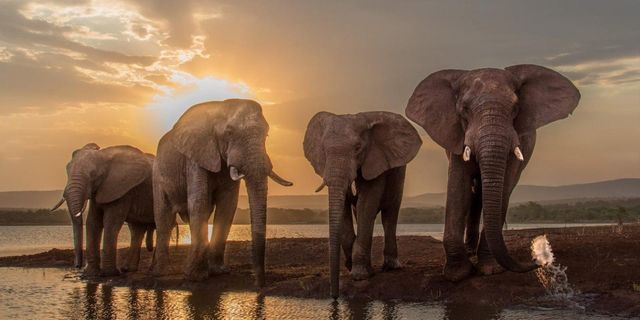 Can the Elephant Still Dance?