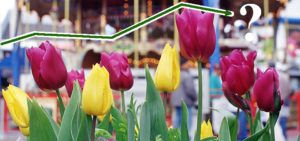 Tulip photo with value line