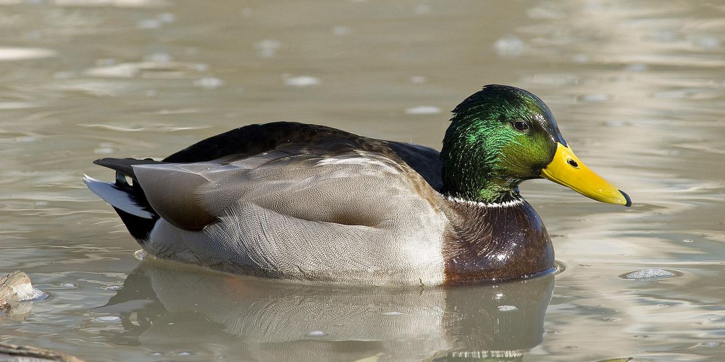 Sitting Duck