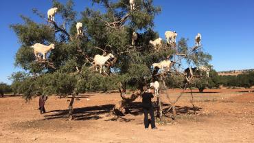Three Leadership Lessons From Tree Climbing Goats