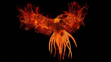 Shooting the Phoenix